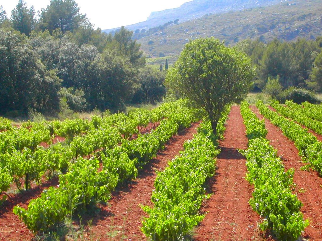 Domaine viticole en Provence